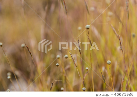 Dusita Wild flower blooming in Thailand Dusita Wild flower blooming in Thailand 40071936