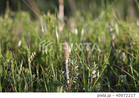 つくし 40072217