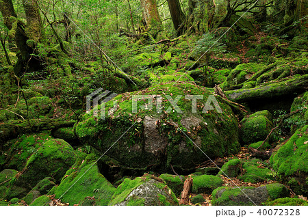 春の屋久島 白谷雲水峡の苔むす森(旧もののけの森) 春の屋久島 白谷雲水峡の苔むす森(旧もののけの森) 40072328
