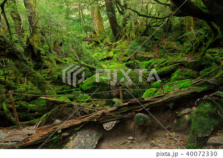 春の屋久島 白谷雲水峡の苔むす森 旧もののけの森 の写真素材