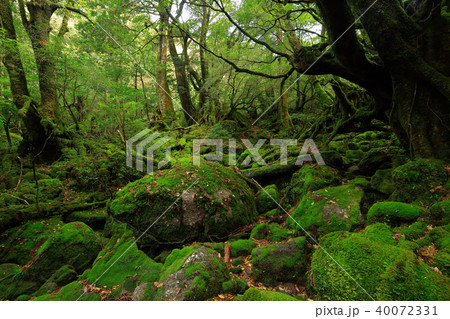 春の屋久島　白谷雲水峡の苔むす森(旧もののけの森)　 40072331