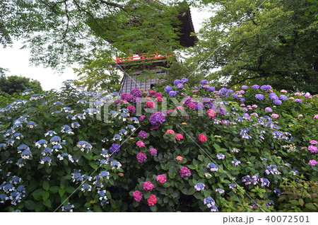 紫陽花と釣鐘堂 紫陽花と釣鐘堂 40072501