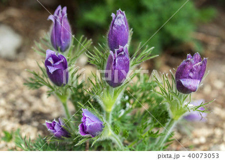 Flowering Pasque Pulsatilla vulgaris. Flowering Pasque Pulsatilla vulgaris. 40073053