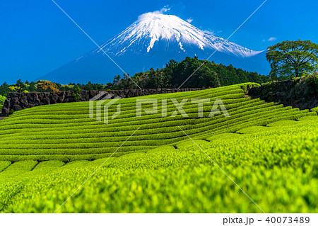《静岡県》富士山・今宮の茶畑 40073489