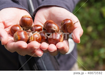 手のひらの栗　秋 40073592