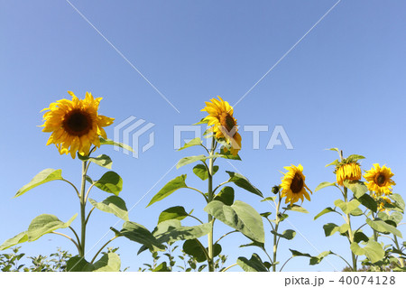 Sunflowers against the blue sky 40074128