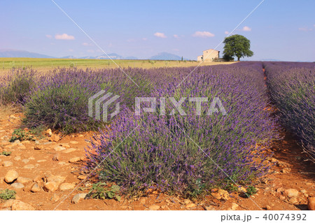Provence, lavender fields of the Valensole plateau 40074392