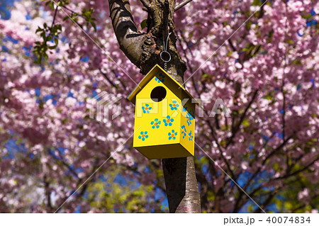 yellow birdhouse on tree branch with spring yellow birdhouse on tree branch with spring 40074834