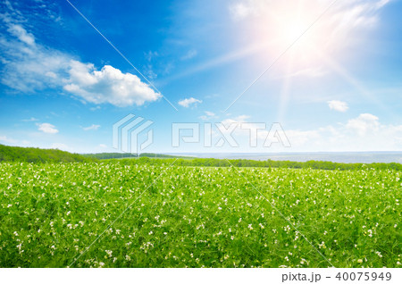 Green pea field and sunrise in the blue sky. Green pea field and sunrise in the blue sky. 40075949