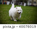 White Samoyed Puppy Dog 40076019