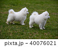 White Samoyed Puppy Dog 40076021