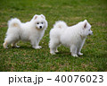 White Samoyed Puppy Dog 40076023