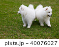 White Samoyed Puppy Dog 40076027