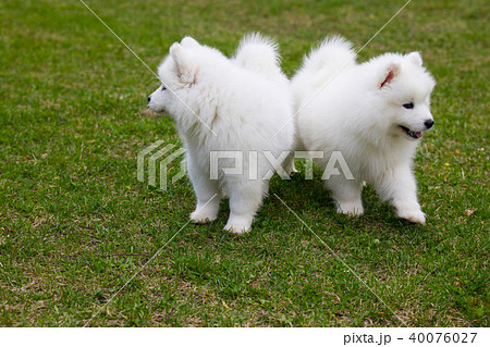 White Samoyed Puppy Dog 40076027