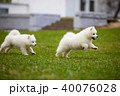 White Samoyed Puppy Dog 40076028