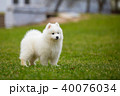 White Samoyed Puppy Dog 40076034