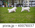 White Samoyed Puppy Dog 40076037