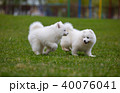 White Samoyed Puppy Dog 40076041