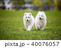 White Samoyed Puppy Dog 40076057