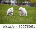 White Samoyed Puppy Dog 40076061