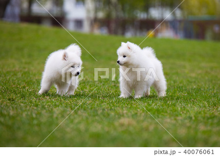 White Samoyed Puppy Dog White Samoyed Puppy Dog 40076061
