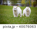 White Samoyed Puppy Dog 40076063