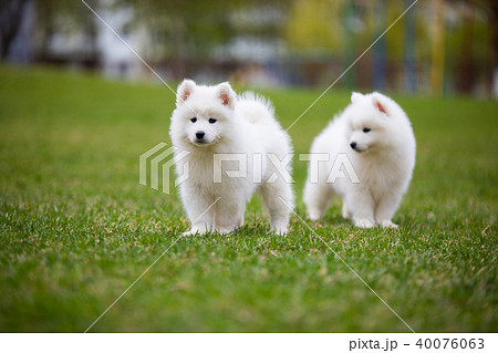 White Samoyed Puppy Dog White Samoyed Puppy Dog 40076063