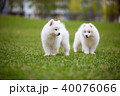 White Samoyed Puppy Dog 40076066