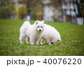 White Samoyed Puppy Dog 40076220
