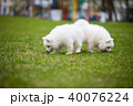 White Samoyed Puppy Dog 40076224