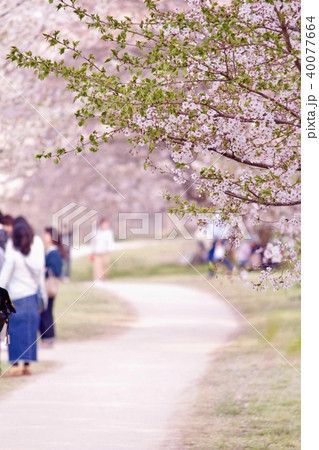 桜並木 40077664