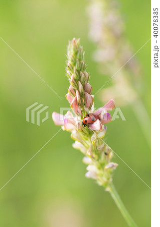 ladybug macro 40078385