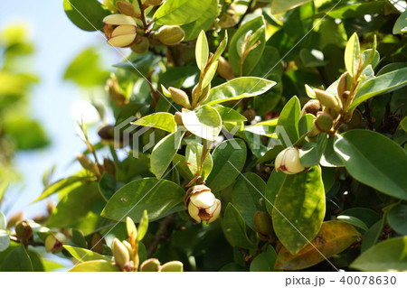 カラタネオガタマ　 40078630