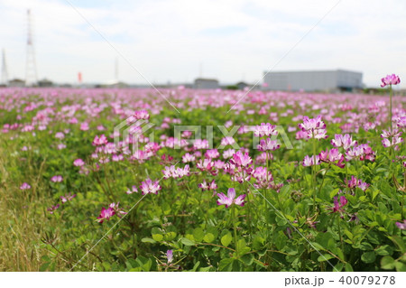 大阪高槻市三島江のレンゲの里に咲く蓮華 40079278