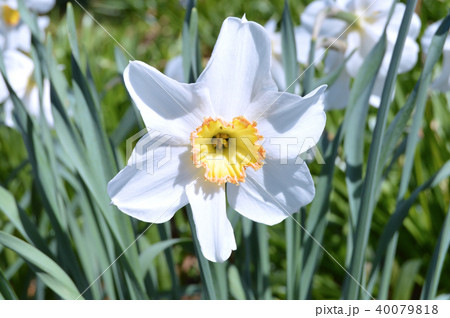 Flowers and nature in the city park under spring 40079818