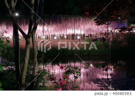 足利フラワーパークの夜景 池越しの大藤 足利フラワーパークの夜景 池越しの大藤 40080363