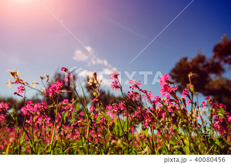 Blooming wildflowers. Natural blurred background. 40080456