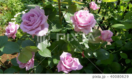 16:9 ブルームーン 16:9 ブルームーン 40080629