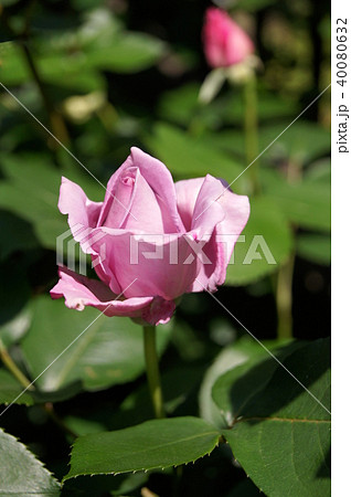 ブルームーン ブルームーン 40080632