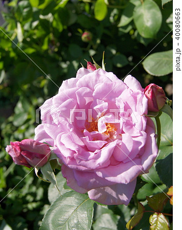 ブルームーン ブルームーン 40080663