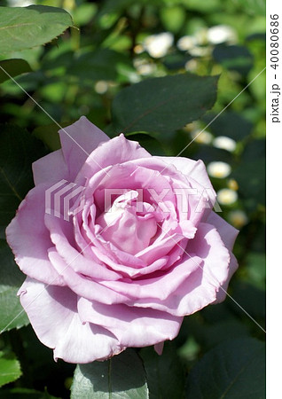 ブルームーン 40080686