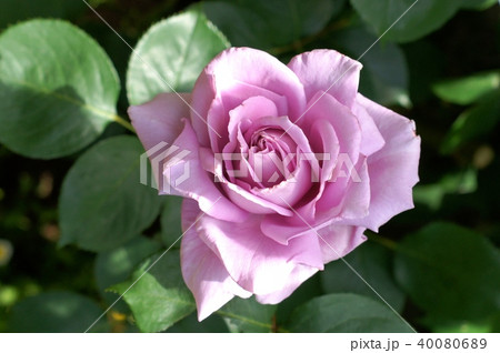 ブルームーンの写真素材