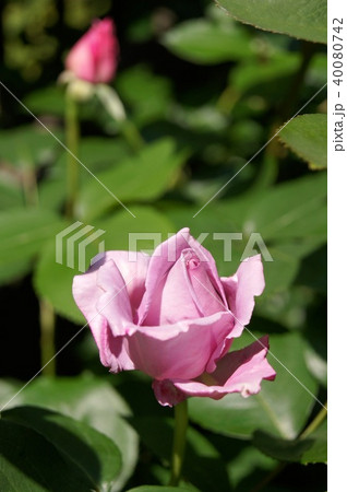 ブルームーンの写真素材