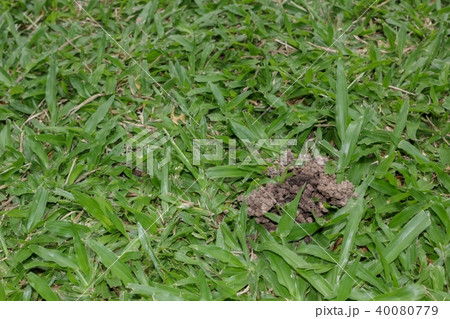 Earthworms on the lawn. Earthworms on the lawn. 40080779