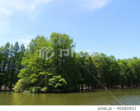 別所沼公園 別所沼公園 40080931