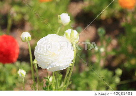 ラナンキュラスの花 40081401