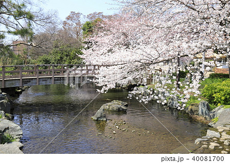 足立区東綾瀬公園　やざえもん橋と桜 40081700