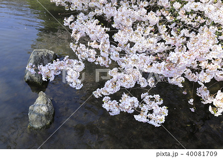 足立区東綾瀬公園 やざえもん橋と桜 足立区東綾瀬公園 やざえもん橋と桜 40081709