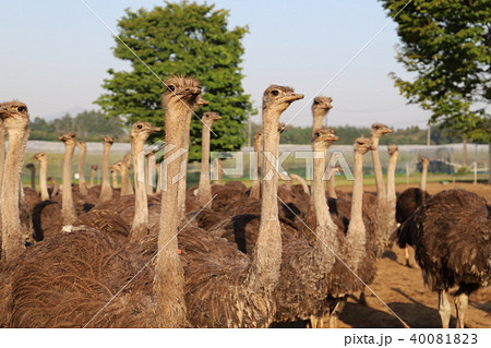 ダチョウ王国石岡市 ダチョウ王国石岡市 40081823