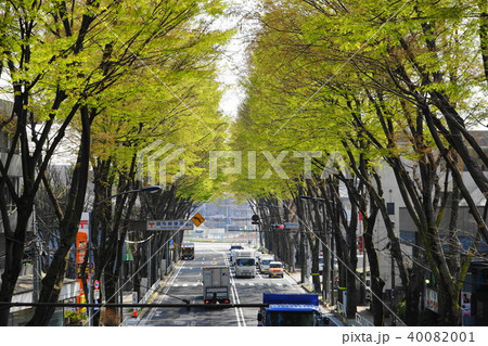 3月　調布47甲州街道ｹﾔｷ並木 40082001